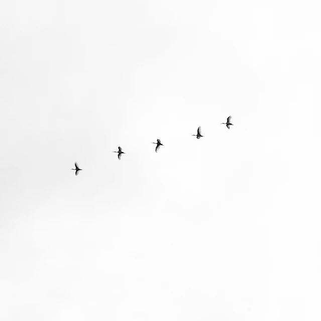 a group of birds fly across a cloudy sky
