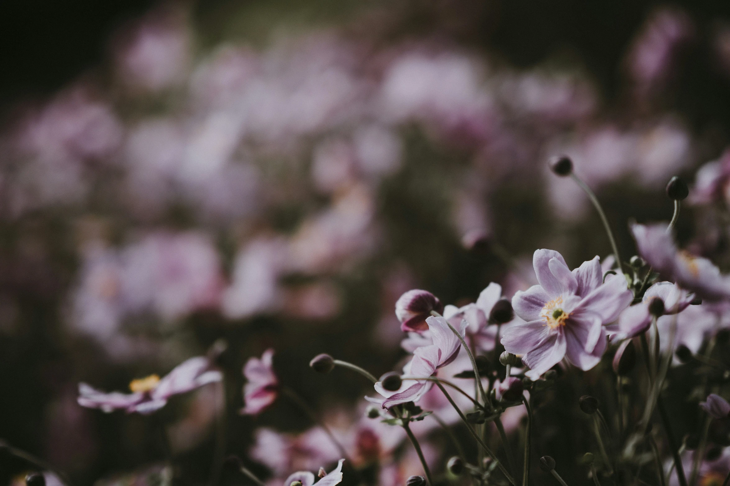 close up of pink flowers in a field