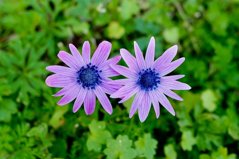 two purple flowers next to each other with green leaves behind them