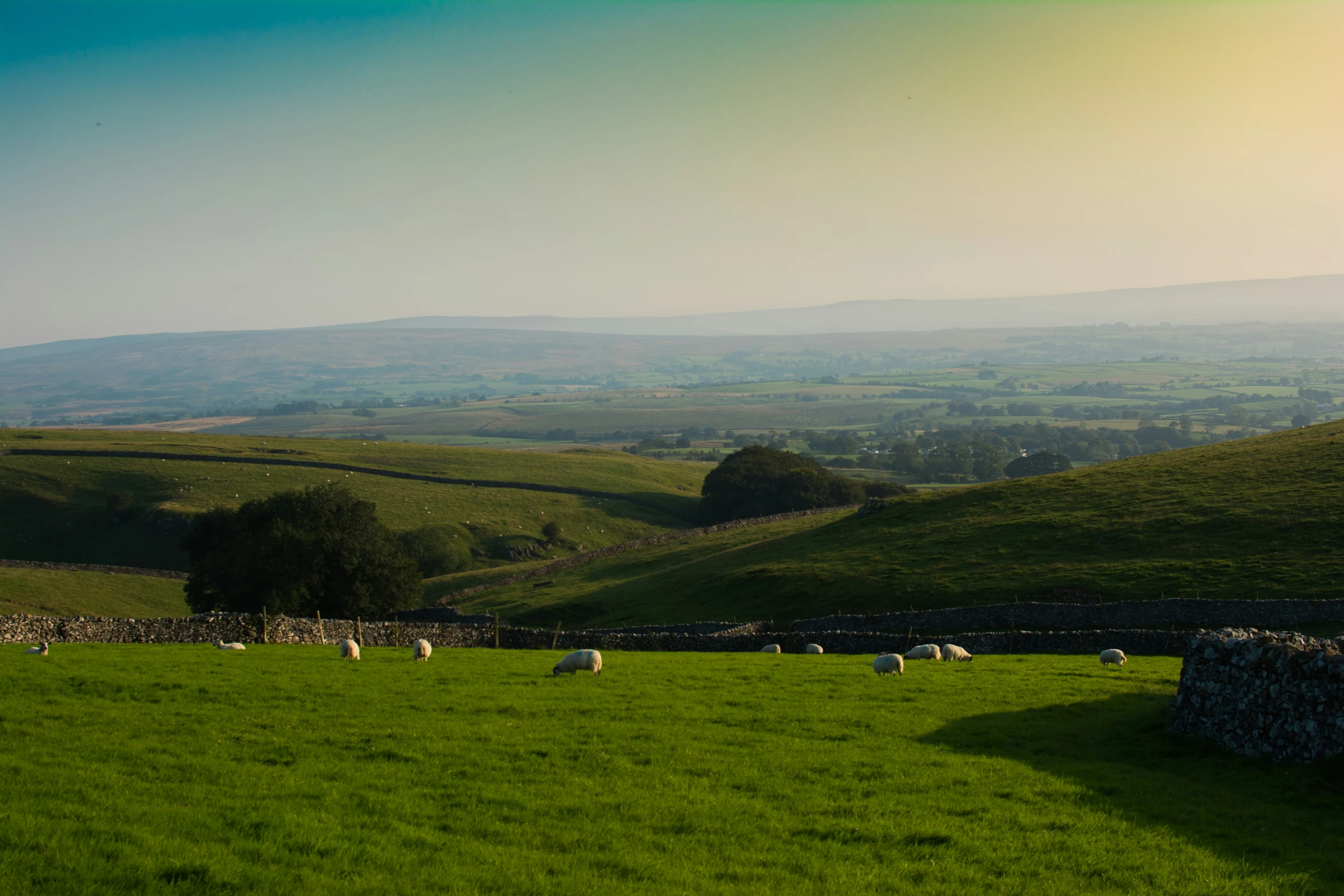 a large grassy field with sheep grazing