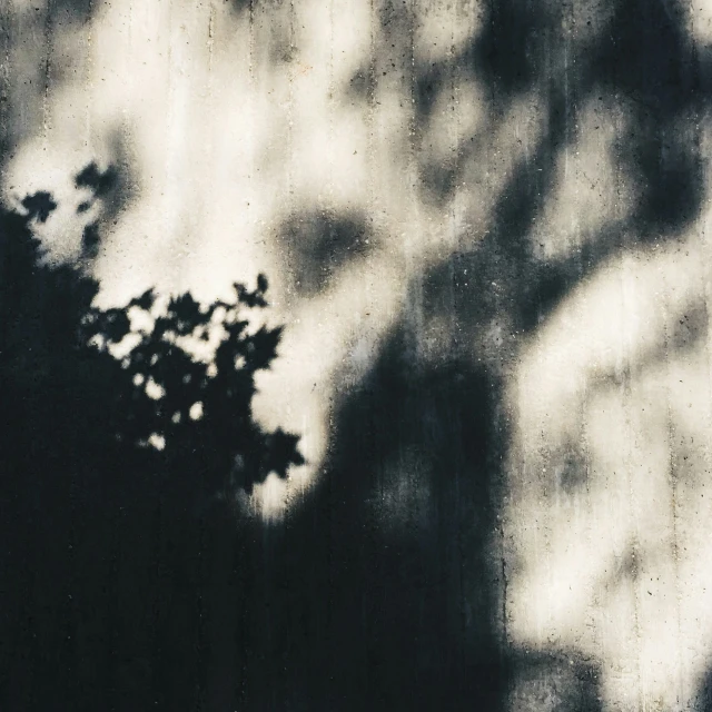 a shadow of a tree leaves on a wall