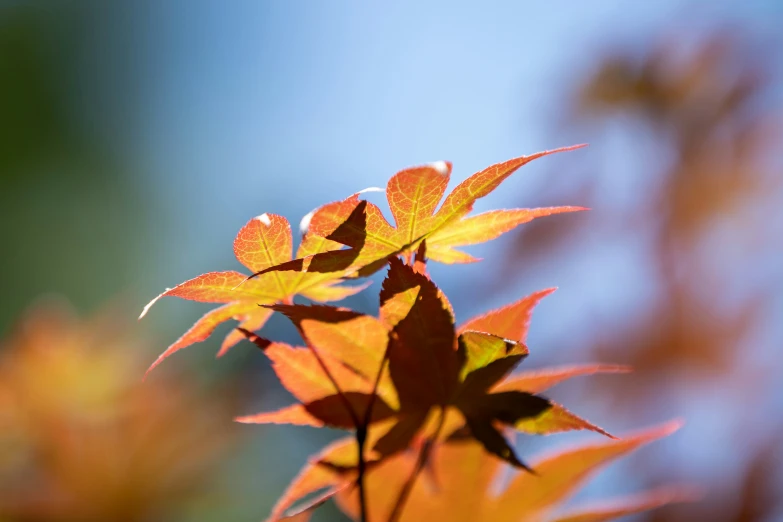 autumn colored leaves are seen in this picture