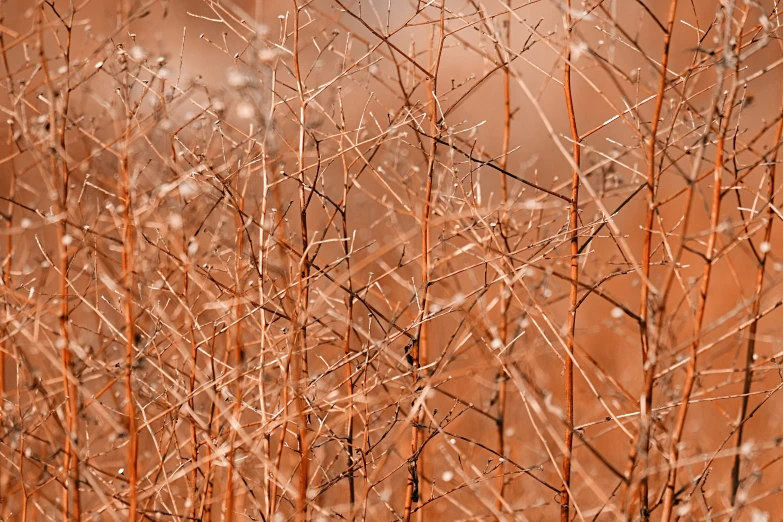 frost covered nches with orange and red walls