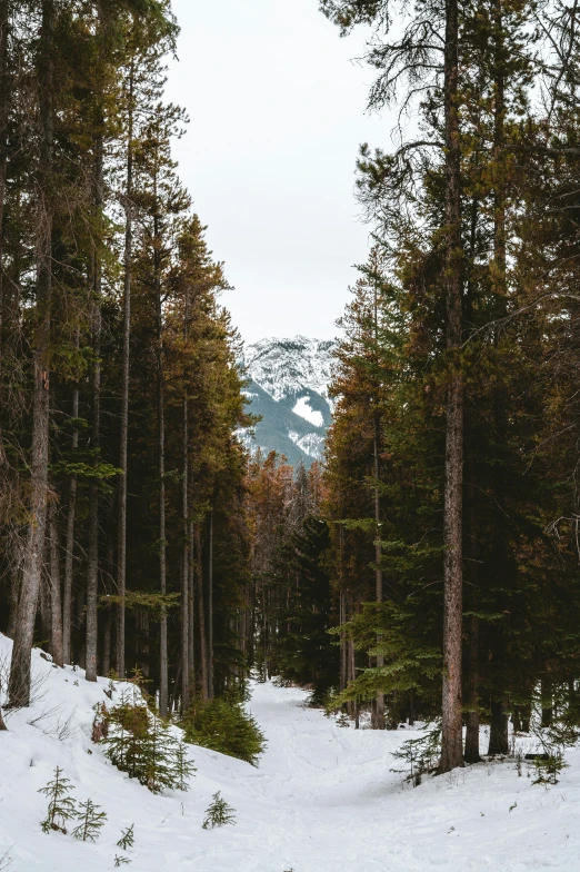 trees and snow in front of a mountain