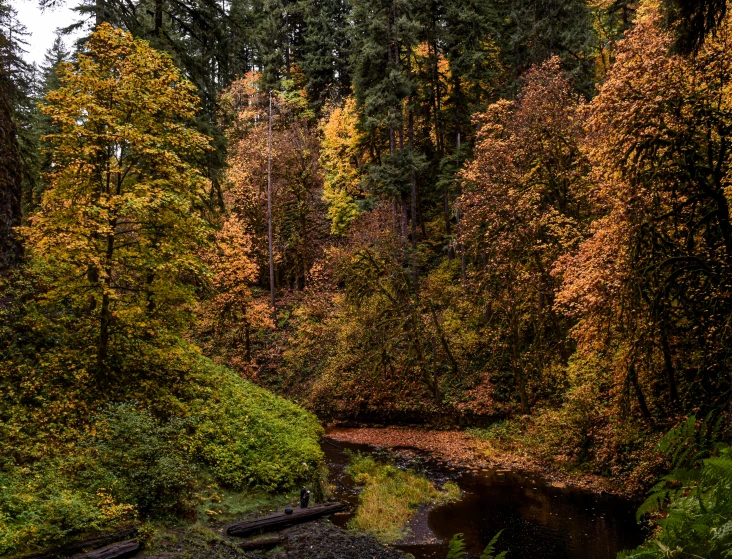 the woods have a lot of trees that are turning yellow