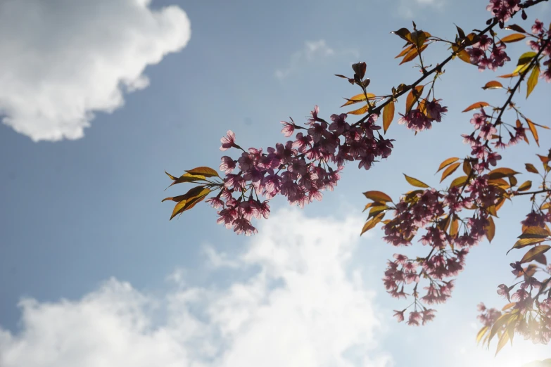 the purple flowers are in bloom on the tree