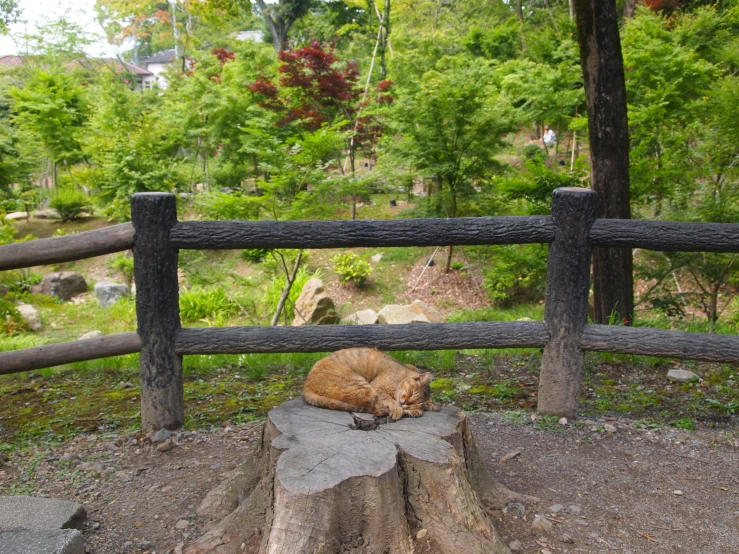 a cat sleeps on a log in the middle of a park