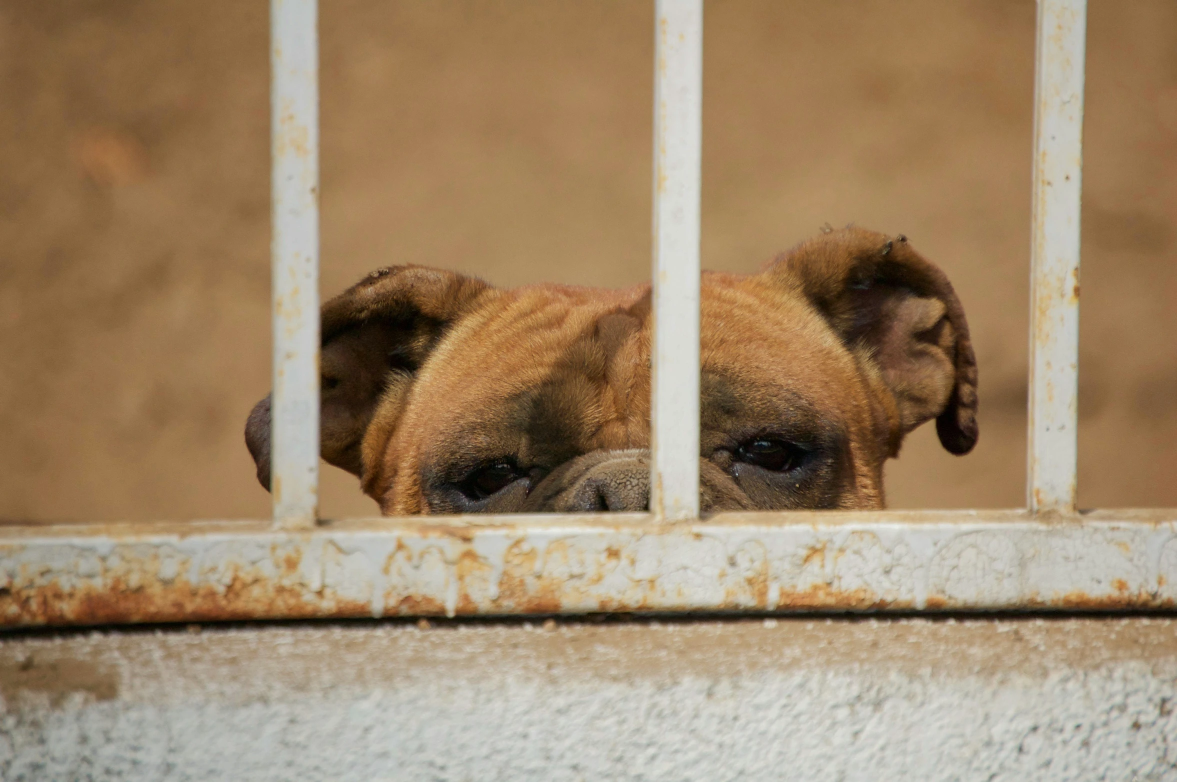 a brown dog with eyes open behind bars