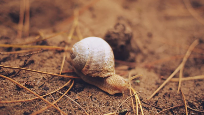 a small snail crawling on the ground