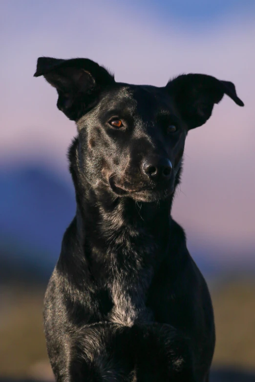 a black dog looks alertly out on an open field