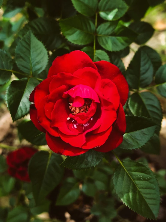 the large red rose is on display near many smaller flowers