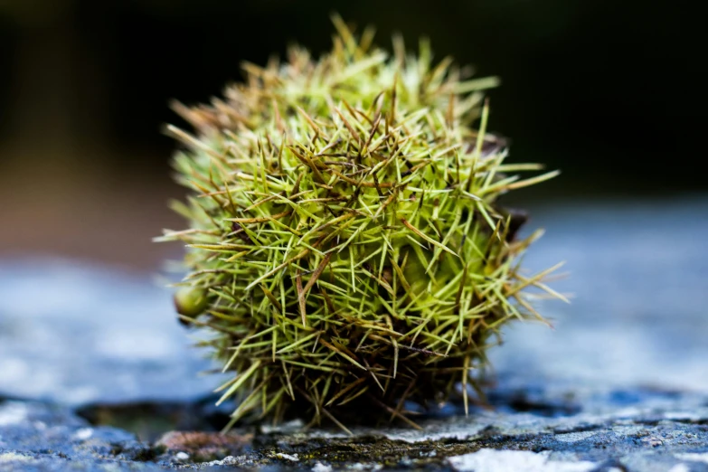 a close up of a green plant on pavement