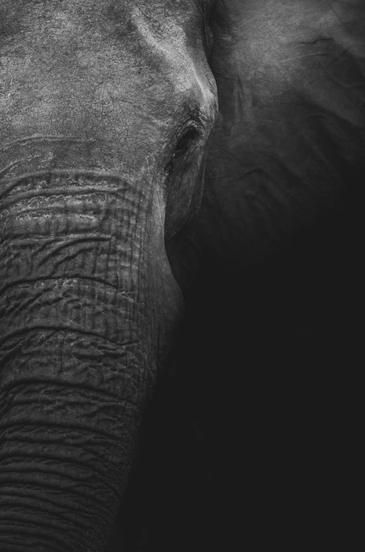 this is a close up po of an elephant's face