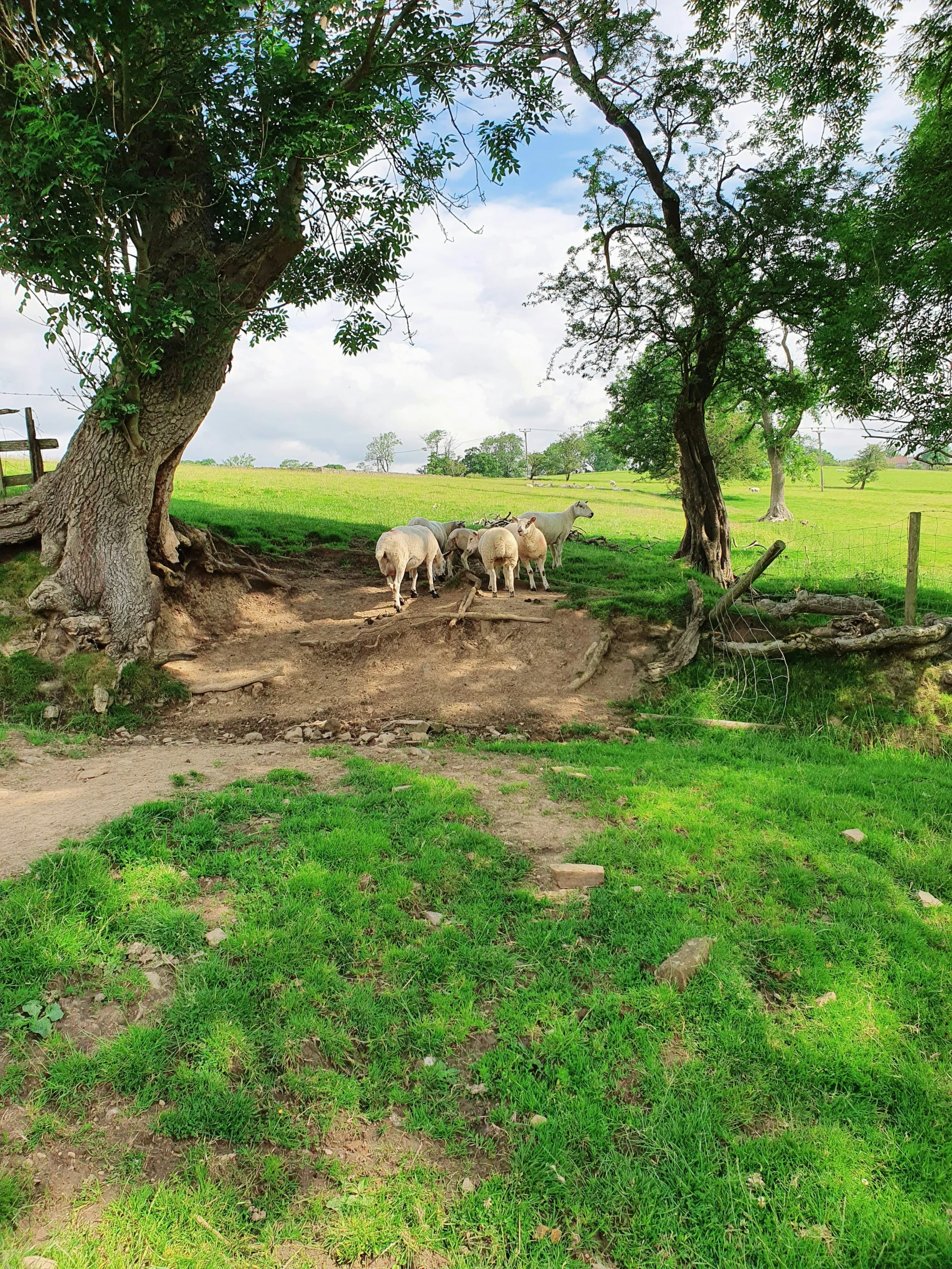 several sheep standing under trees on a dirt path