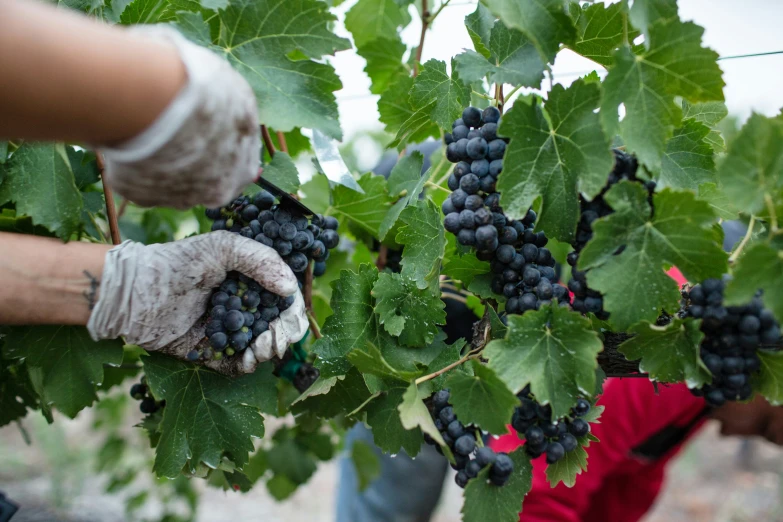 a man is picking gs from a bushel