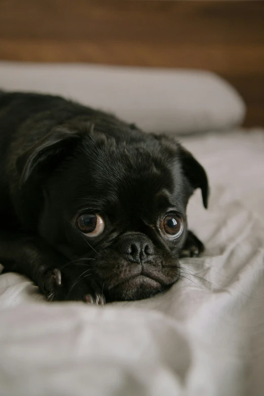 the dog is laying on top of the bed with it's head up