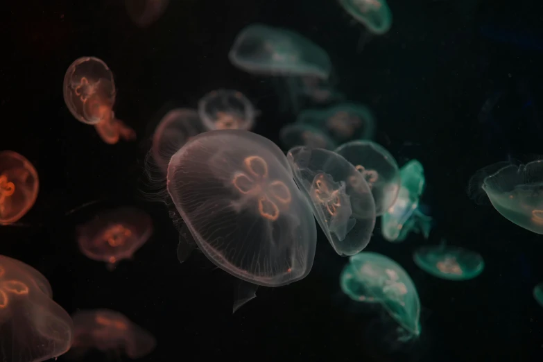a group of jellyfish in different colors floating in water