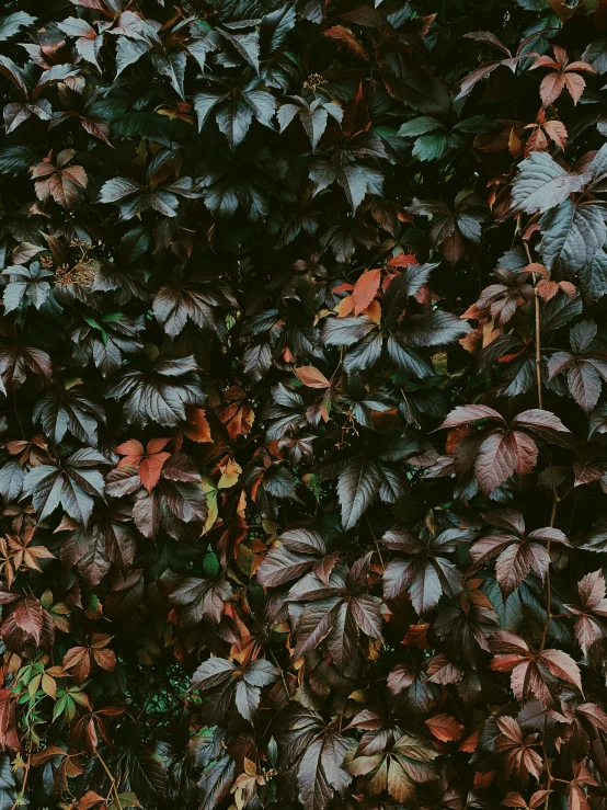 a bush of green and brown leaves with a blue fire hydrant