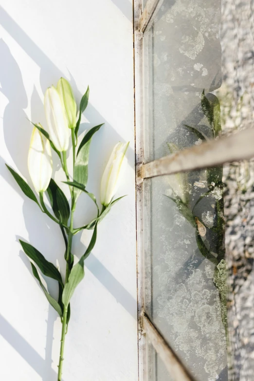 white flowers placed beside a broken glass window