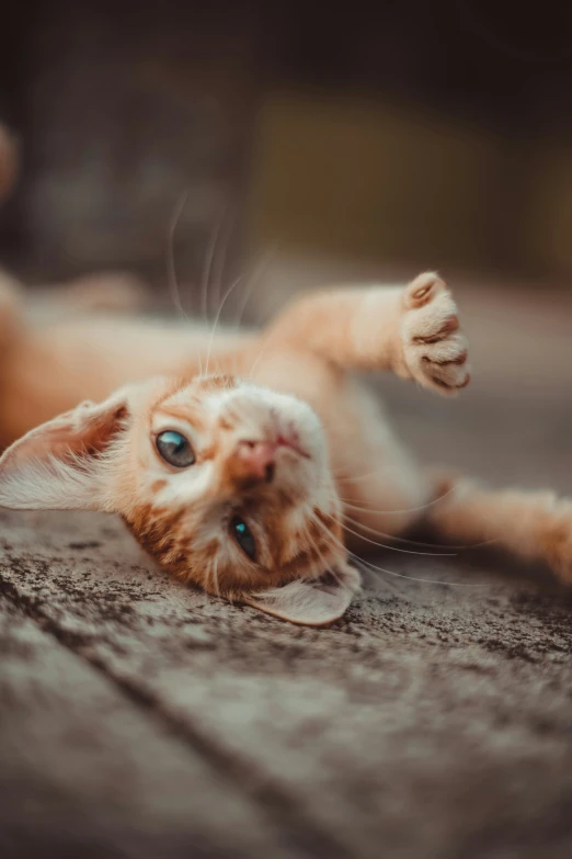 an orange and white kitten lying on its side