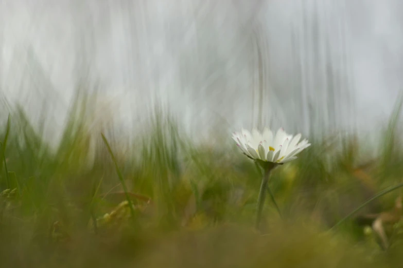 a small flower standing on top of a lush green field