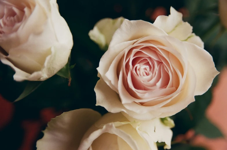 some white roses and one red one is blooming