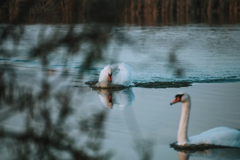 two swans swimming in a lake near a forest
