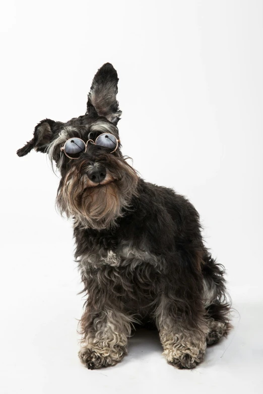 a dog with sunglasses sitting and looking up