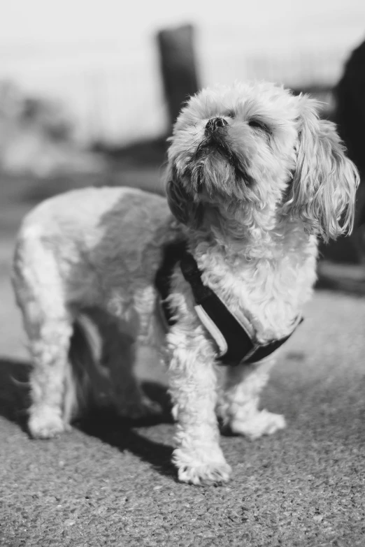 a black and white po of a dog with a harness on