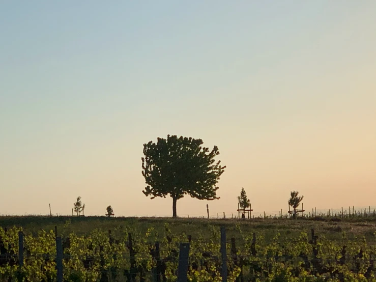 a lone tree sitting in the middle of a field