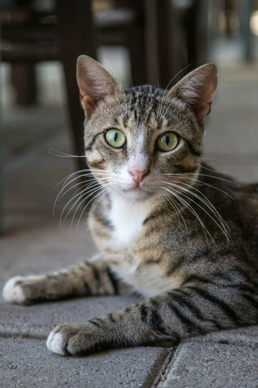 a gray and black cat sitting on a tile floor