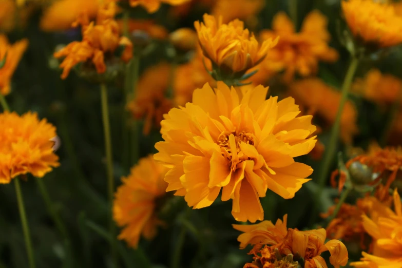 bright yellow flowers that are blooming in the summertime