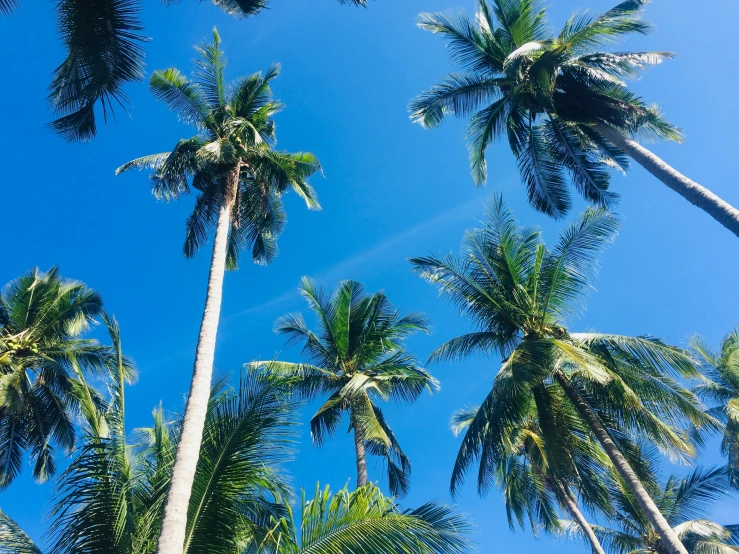 tall palm trees are in front of a clear blue sky