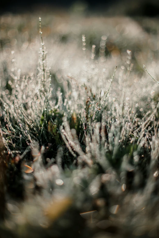 the top portion of some plants that are covered with frozen snow