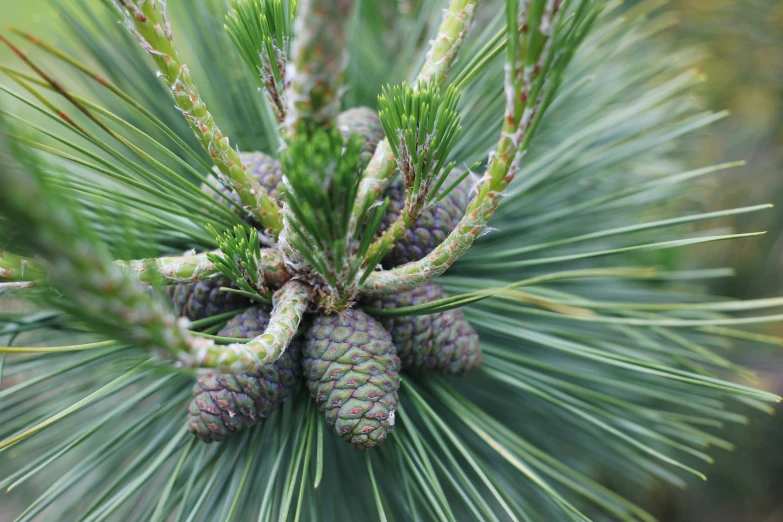 some green and white cones on a pine tree