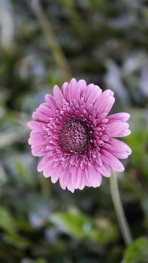 a pink flower in the middle of leaves