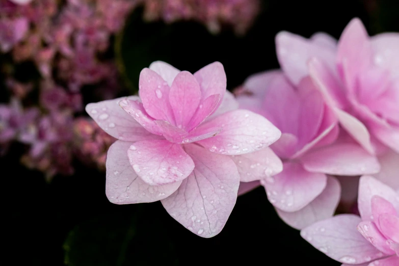 several pink flowers with some water droplets on them