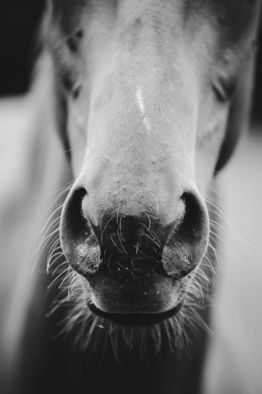 a close up s of a horse nose