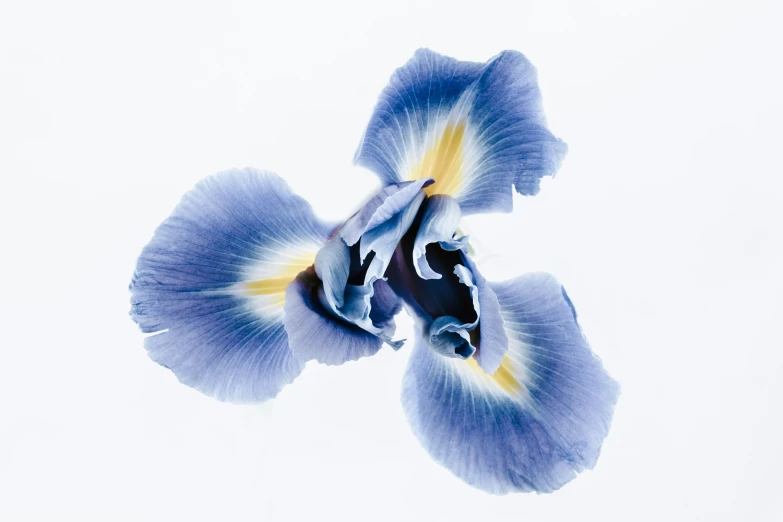 the blue and yellow iris is very thin