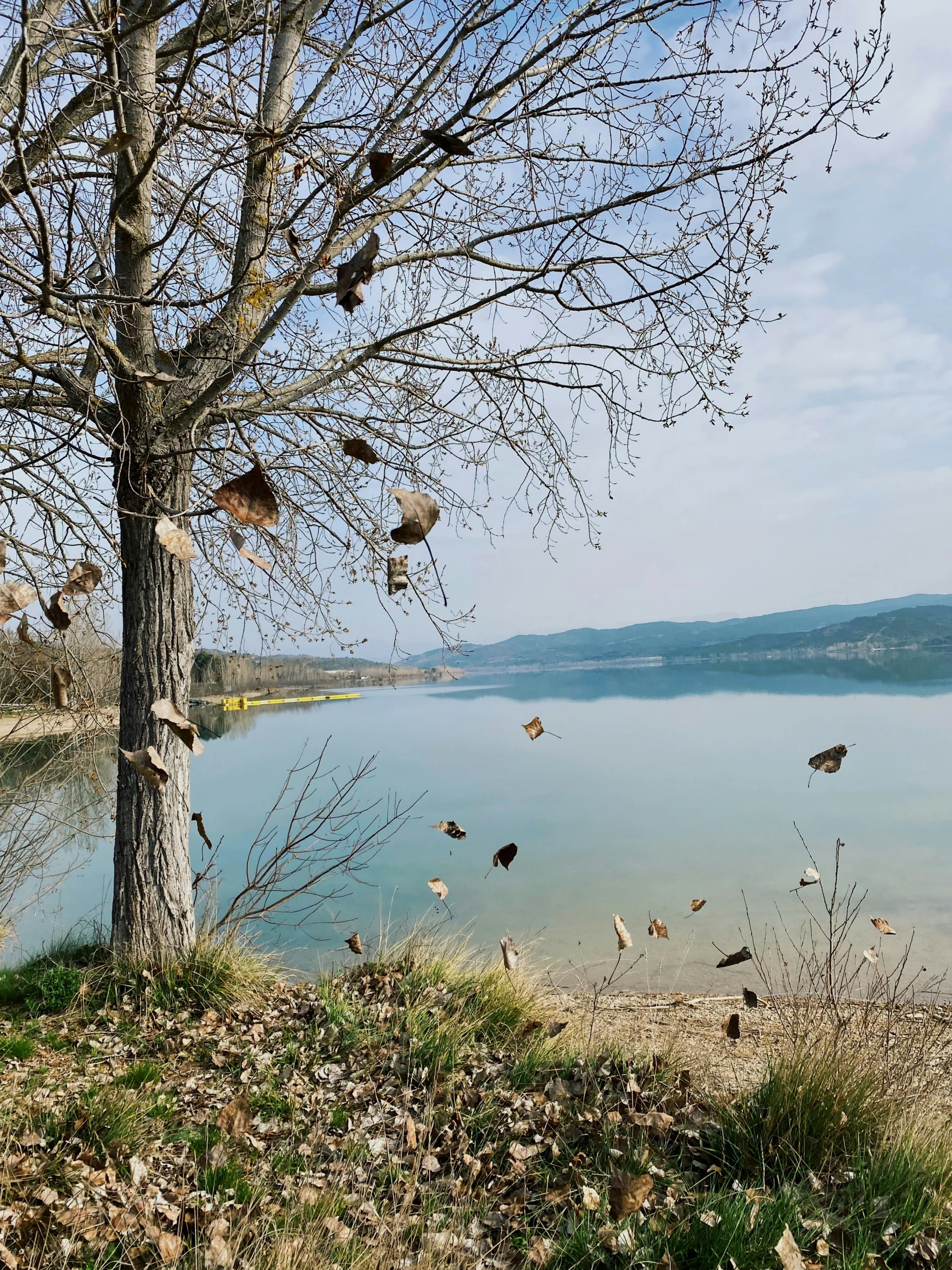 there are a bunch of birds hanging in the tree