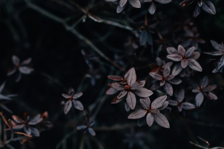 two small flowers with leaves on them near a bush