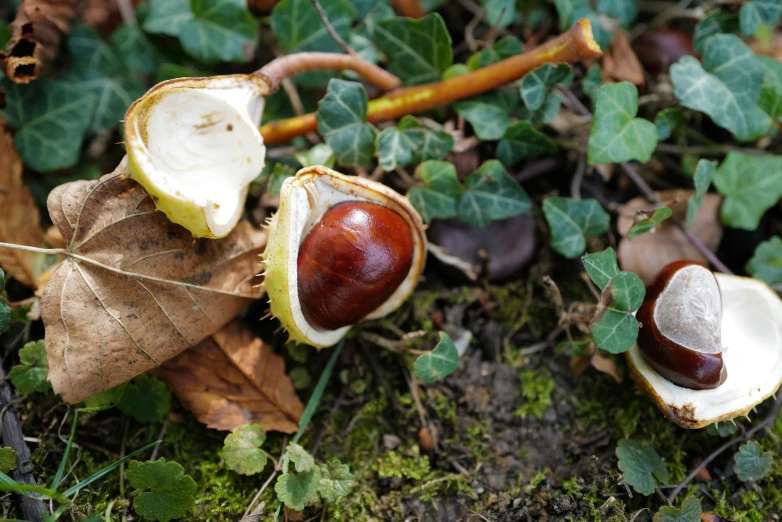 a closeup view of two mushrooms on the ground