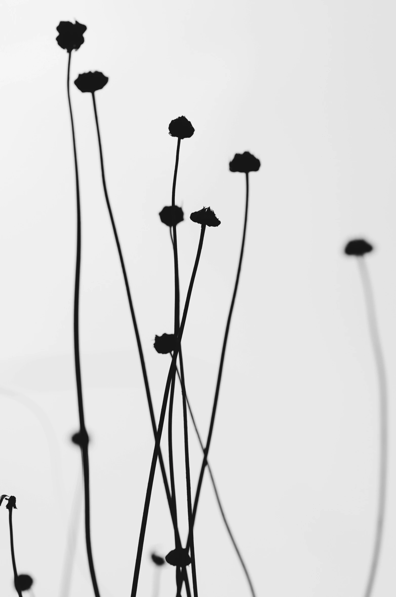 the silhouette of several dead plants against a white background