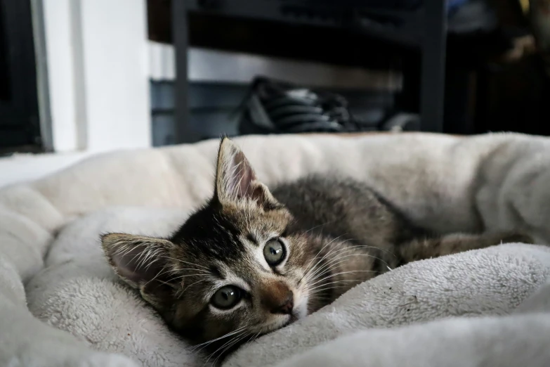 a little kitten is laying down on its pillow