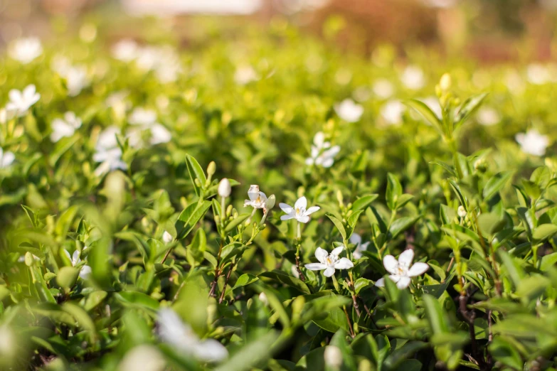 a grassy area with small white flowers blooming