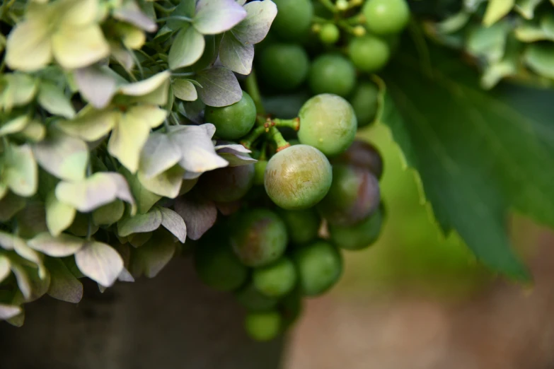 the clusteres of green berries are ripe and ready to be picked