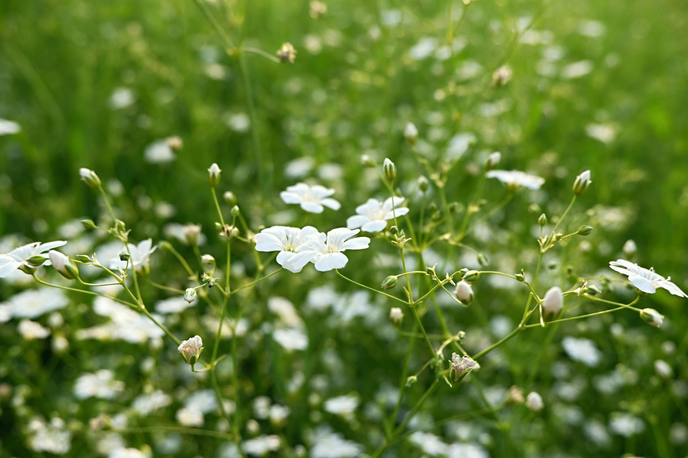 many flowers sitting in a field full of tall grass