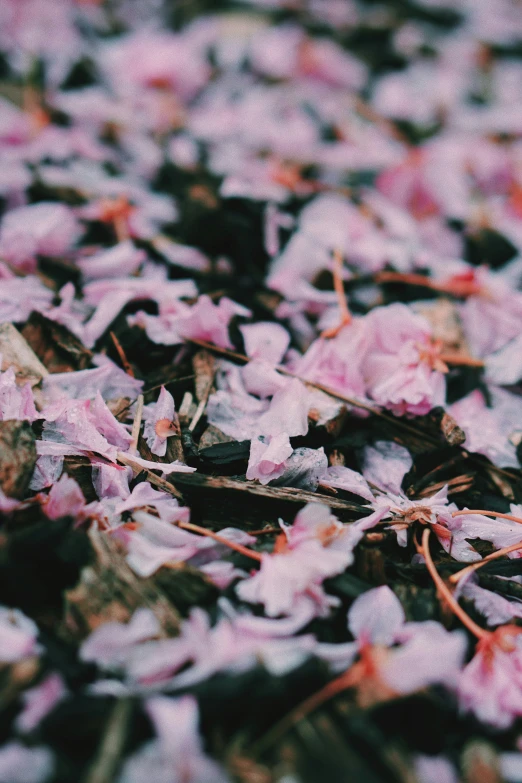 a close up picture of a bunch of fallen flowers