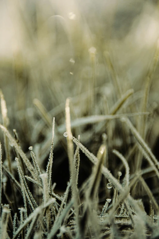 some very small ice crystals are on the ground