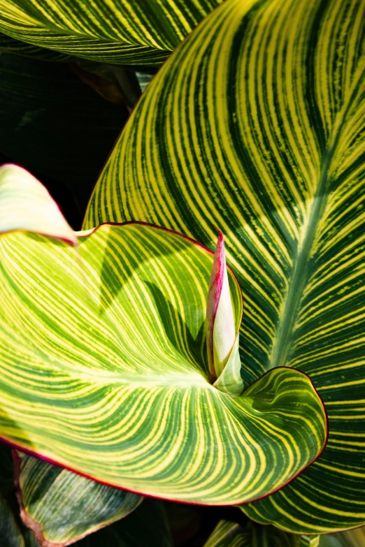 close up of the bright green, yellow and red stripes of a leaf